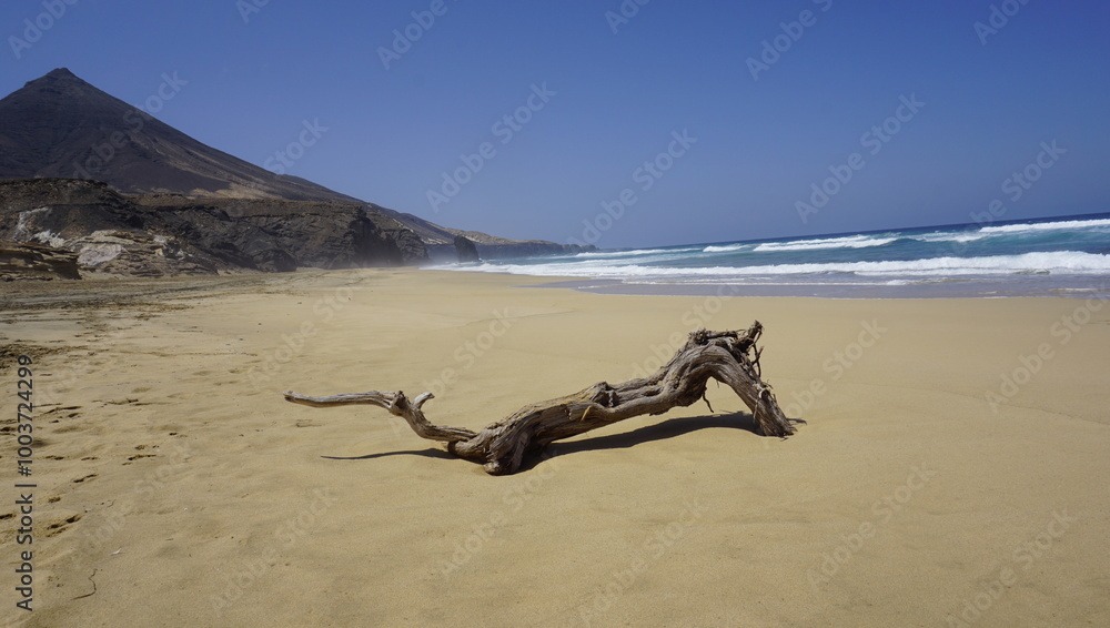 Fototapeta premium driftwood on the beach