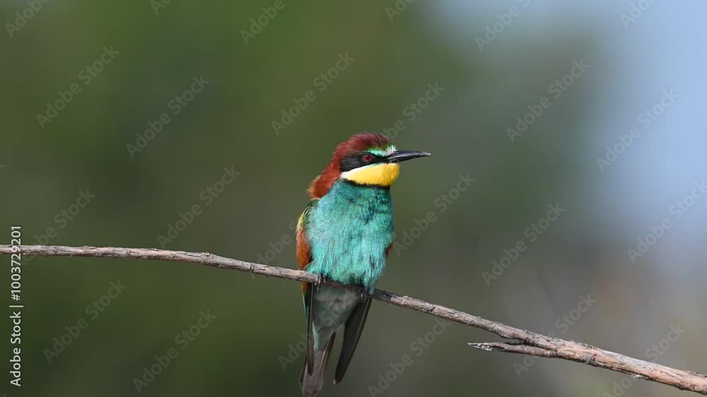 custom made wallpaper toronto digitalVideo of colorful tropical birds on a branch. Colorful and blurred background. European Bee-eater. Its Latin name is Merops apiaster.