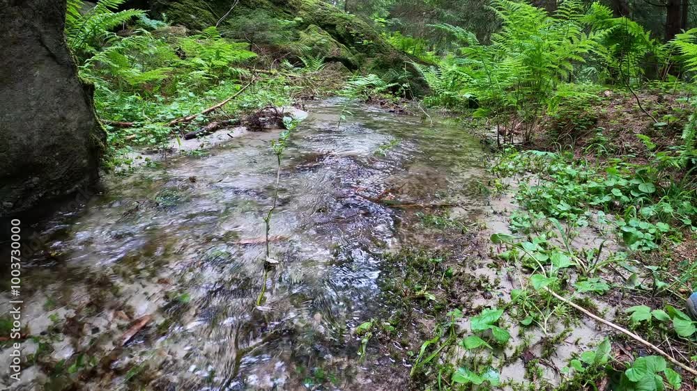 Close-up of small forest stream in fir forest making its way through the forest - static shot Close-up of small forest stream in fir forest making its way through the forest - static shot