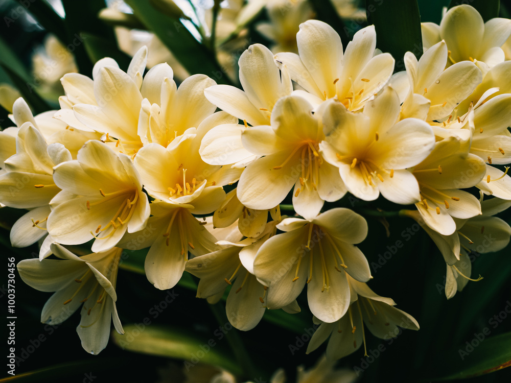 Fototapeta premium Clivia flower