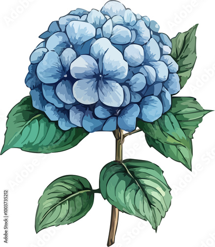 hydrangea illustration