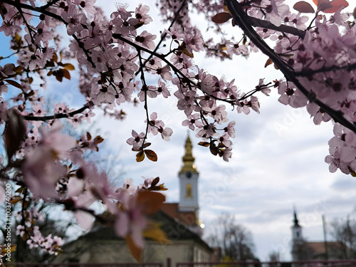 spring in Kulpin rural village, in Vojvodina photo