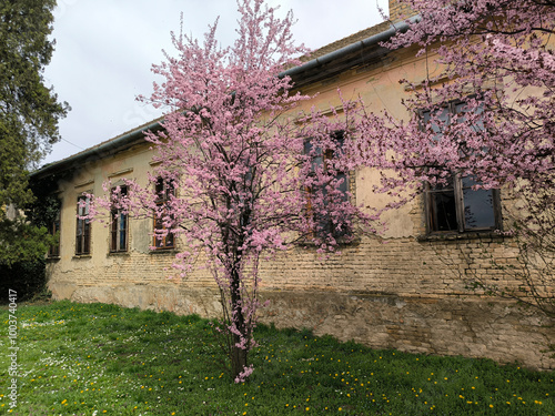 spring in Kulpin rural village, in Vojvodina photo