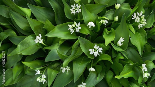Wild garlic Allium ursinum green leaves The plant is also known as ramsons buckrams broad leaved garlic wood garlic bear leek or bear s garlic
