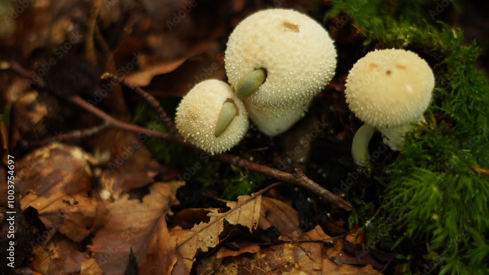 Lycoperdon perlatum-fungus from the order Agaricales.White mushrooms cresen in the forest Lycoperdon perlatum-fungus from the order Agaricales.White mushrooms cresen in the forest