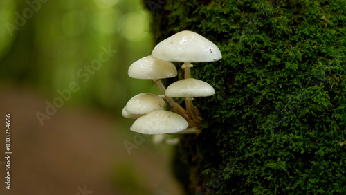 Quadro su tela porcelain fungus -basidiomycete fungus of the Physalacriaceae family