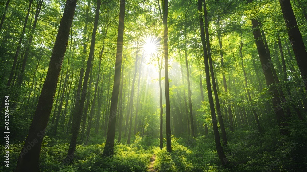 Fototapeta premium A lush green forest with sunlight filtering through the trees, symbolizing environmental conservation and the importance of preserving natural habitats