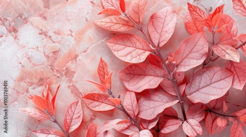 Photinia Pink Marble leaves Latin name Photinia serratifolia Pink Marble photo