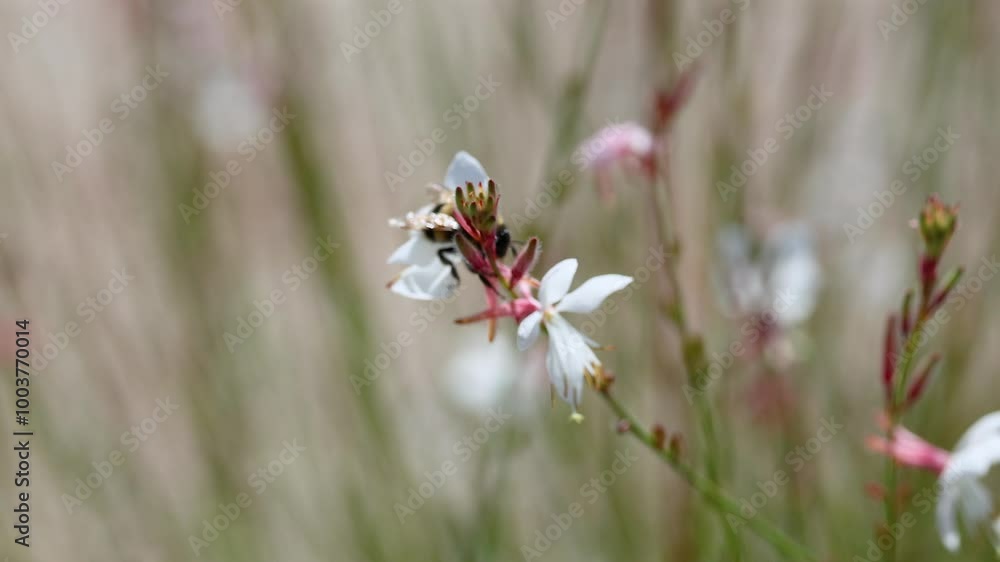 Bee Pollinating White Flower in France Bee Pollinating White Flower in France