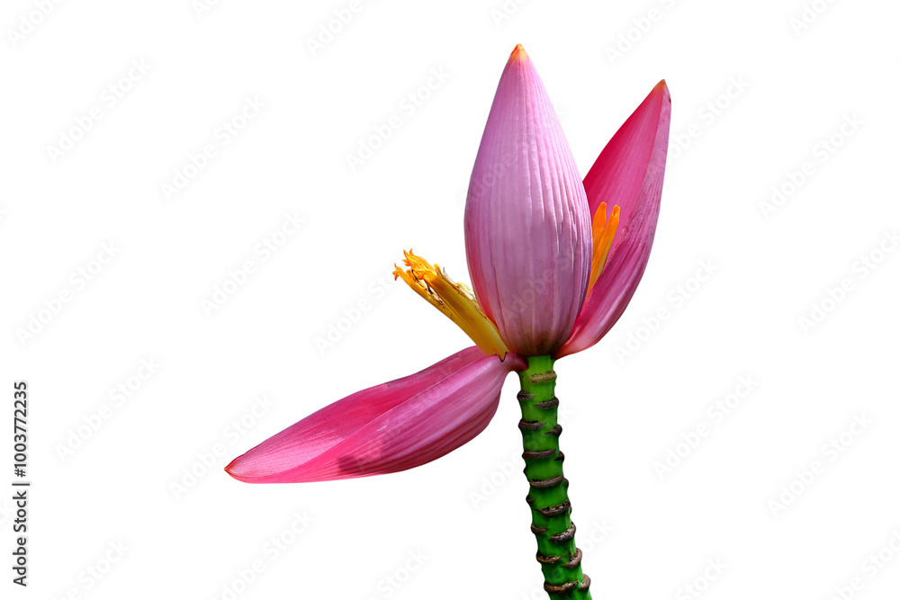 Pink banana flower isolated on transparent background png file Pink banana flower isolated on transparent background png file