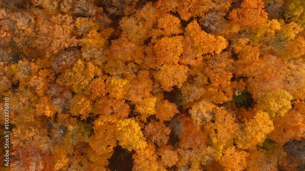 Vibrant orange autumn trees from above with bright fall foliage, aerial view Vibrant orange autumn trees from above with bright fall foliage, aerial view