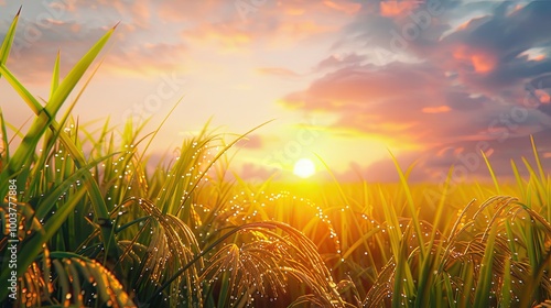 rice field in Beautiful sunrise