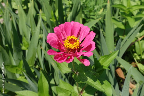 1 pink flower of semi double Zinnia elegans in mid July photo