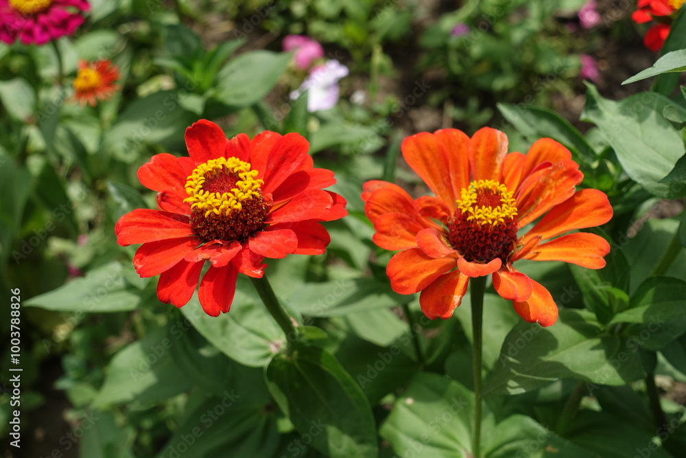 2 flowers of red and orange Zinnia elegans in July 2 flowers of red and orange Zinnia elegans in July
