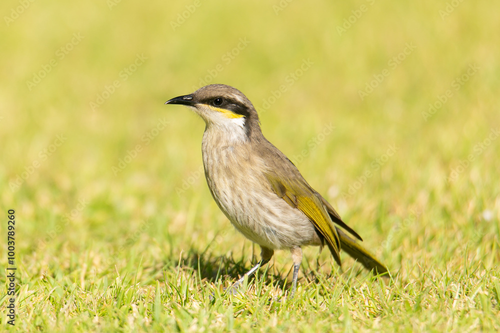 Obraz premium Singing Honeyeater