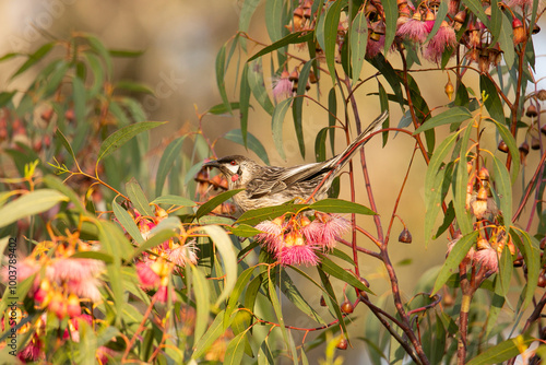 Red Wattlebird
