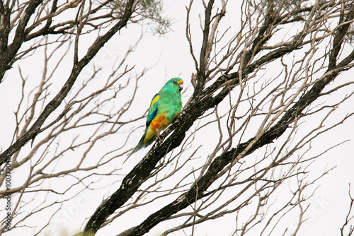Konstfotografi Mulga Parrot