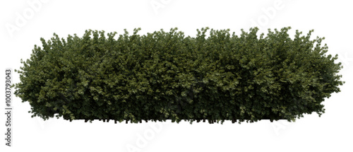 Taxus baccata bush - Front view,  transparent background, png