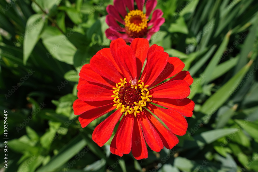 Close view of scarlet red flower of single Zinnia elegans in mid July Close view of scarlet red flower of single Zinnia elegans in mid July