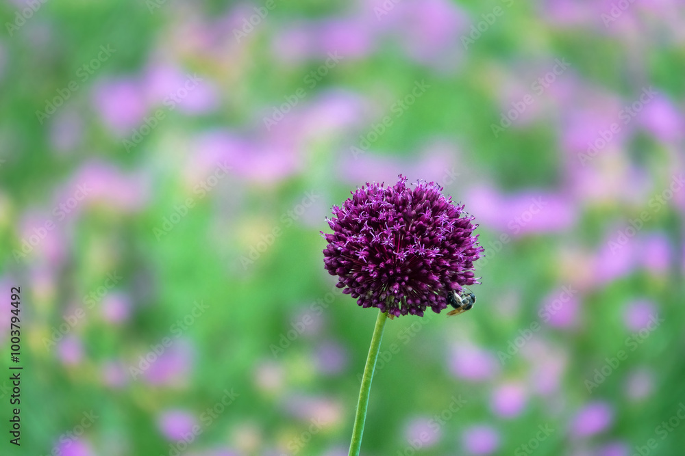 Broadleaf wild leek (Allium atroviolaceum) onions grow in deposits (dry steppe) of the northern Black Sea region and Crimea. Many nectarophages and pollinators of flowers: wild bee Broadleaf wild leek (Allium atroviolaceum) onions grow in deposits (dry steppe) of the northern Black Sea region and Crimea. Many nectarophages and pollinators of flowers: wild bee