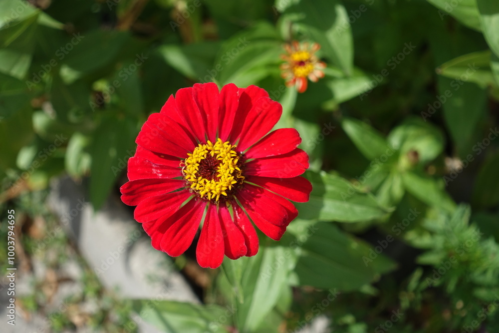 Deep red flower of single Zinnia elegans in September Deep red flower of single Zinnia elegans in September