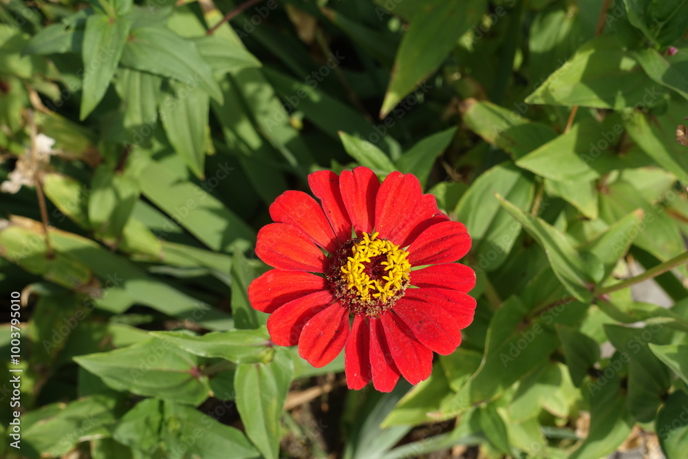 One scarlet red flower of single Zinnia elegans in mid September One scarlet red flower of single Zinnia elegans in mid September