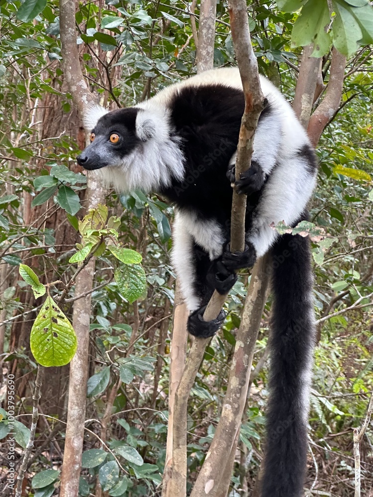 Fototapeta premium Black-and-white ruffed lemur