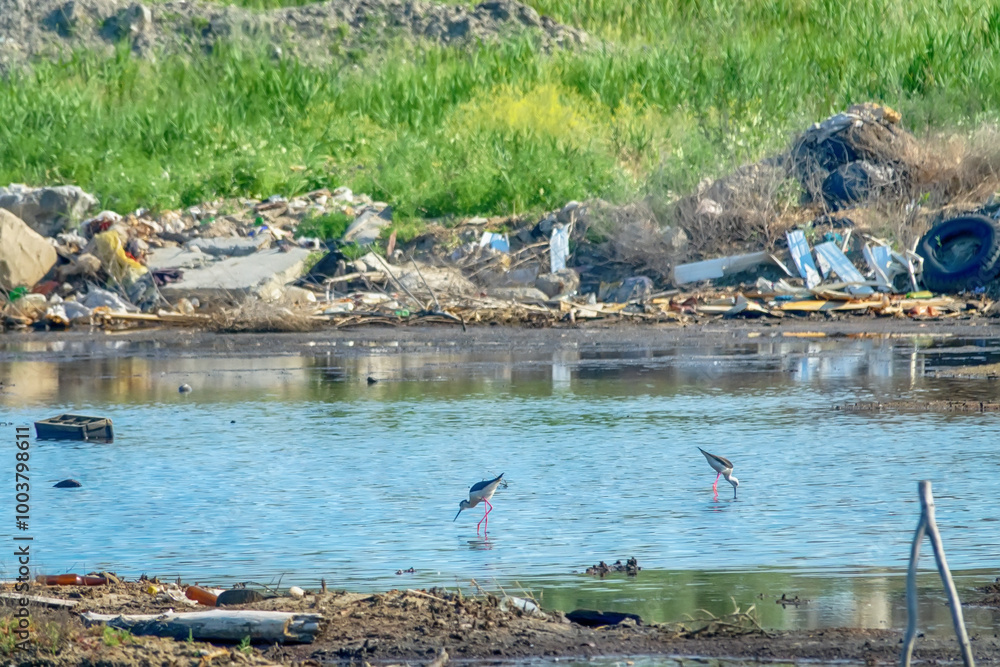 Fototapeta premium Black-winged stilts (Himantopus himantopus) as inhabitants of heavily polluted water bodies (sewage fields, waste landfill deposit) within human settlements. Bird colonies with chicks and nests