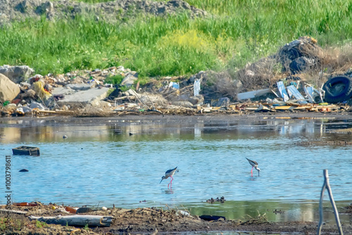 Black-winged stilts (Himantopus himantopus) as inhabitants of heavily polluted water bodies (sewage fields, waste landfill deposit) within human settlements. Bird colonies with chicks and nests photo