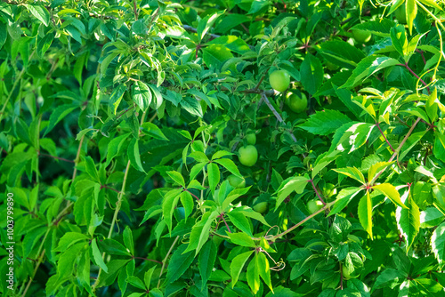 Alycha (cherry plum, myrobalan plum, Prunus divaricata) with green unripe fruits is entwined with wild grapes (Virginia creeper). Crimea