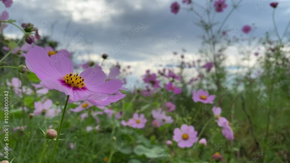 A cosmos flower at the park in Autumn handheld A cosmos flower at the park in Autumn handheld