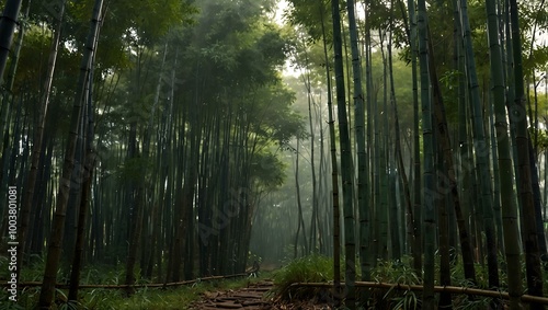 Another morning bamboo forest scene.