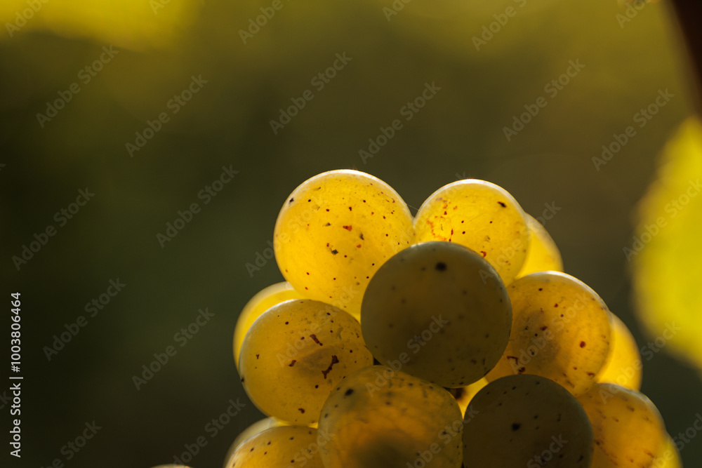 vista macro degli acini color giallo di un grappolo d'uva bianca, su sfondo verde scuro e sfuocato, di pomeriggio, in agosto, in estate