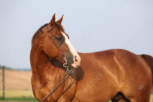 Nice chestnut quarter horse with western bridle