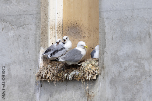 black-legged kittiwake nesting