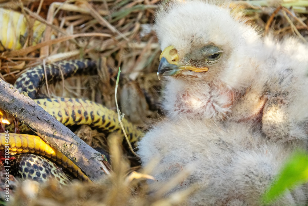 Long-legged buzzard (Buteo rufinus) nestlings are 5 days old, elder's eyes are open. Parents brought Balkan snake (Coluber jugularis) as food, feed chicks by tearing off small pieces of snake muscles Long-legged buzzard (Buteo rufinus) nestlings are 5 days old, elder's eyes are open. Parents brought Balkan snake (Coluber jugularis) as food, feed chicks by tearing off small pieces of snake muscles