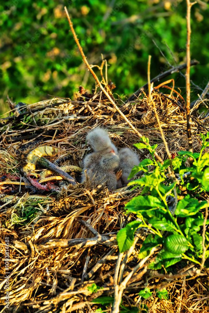 Obraz premium Long-legged buzzard (Buteo rufinus) nestlings are 5 days old, elder's eyes are open. Parents brought Balkan snake (Coluber jugularis) as food. View of nest and surroundings at Field elm (Ulmus). 
