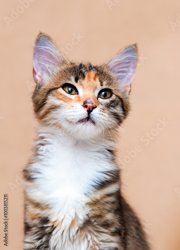 close-up portrait of a cat in a studio photo