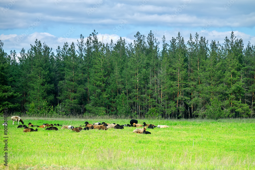 Fototapeta premium An old artificial pine forest. A flock of sheep is resting in a clearing