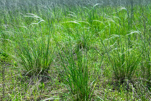 Fotografie Vegetated dune