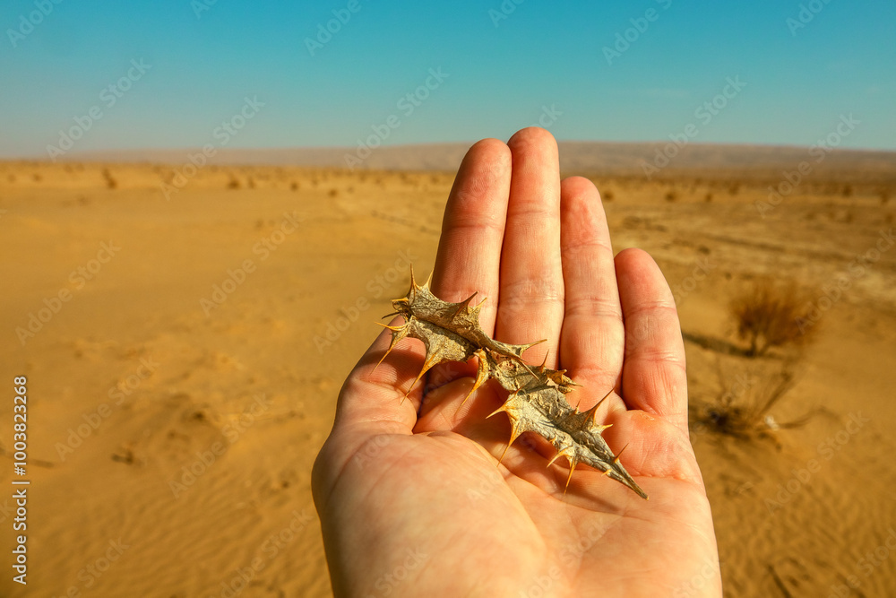 Obraz premium A camel thorn leaf on the arm and a sandy desert lies to the horizon. Desert Travel concept