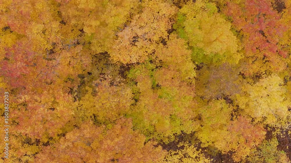 Vibrant autumn foliage in a dense forest from above, showing rich fall colors, aerial view Vibrant autumn foliage in a dense forest from above, showing rich fall colors, aerial view