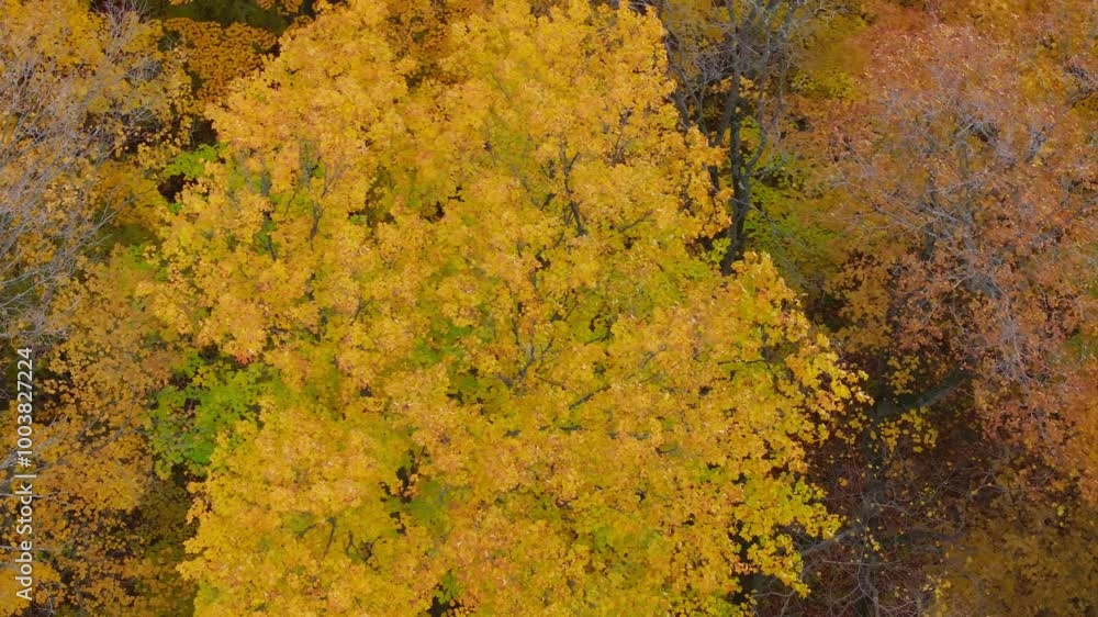 Vibrant yellow autumn foliage in caledon, ontario during peak fall season, aerial view Vibrant yellow autumn foliage in caledon, ontario during peak fall season, aerial view