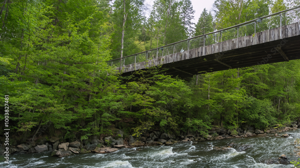 bridge in the forest bridge in the forest