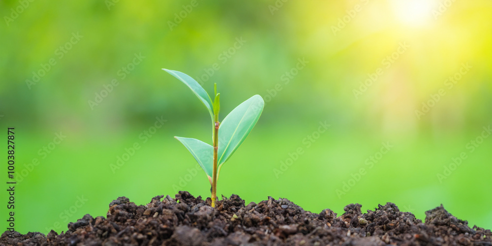 plant plant