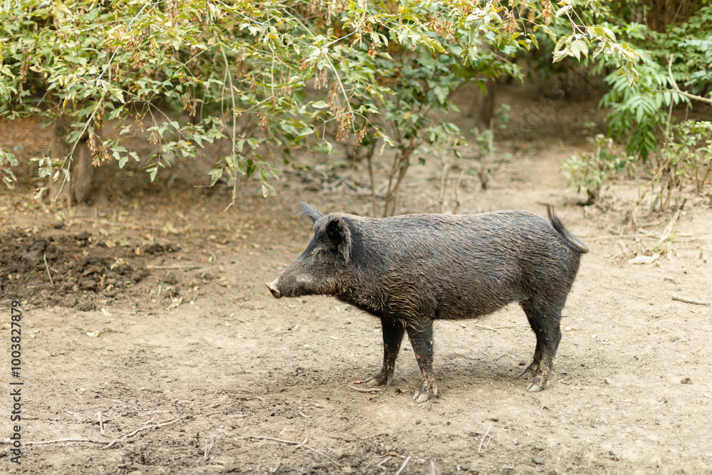 Single wild boar in its natural habitat, standing on a muddy forest floor surrounded by scattered leaves and branches. Single wild boar in its natural habitat, standing on a muddy forest floor surrounded by scattered leaves and branches.
