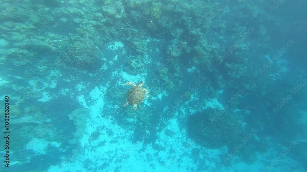 Sea turtle swimming at Maldives Sea turtle swimming at Maldives