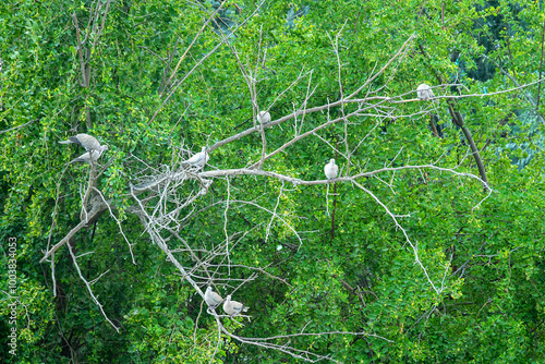 Р РЋollared turtledove (Streptopelia decaocto) gathered in a mangrove forest on a dry tree over watering place