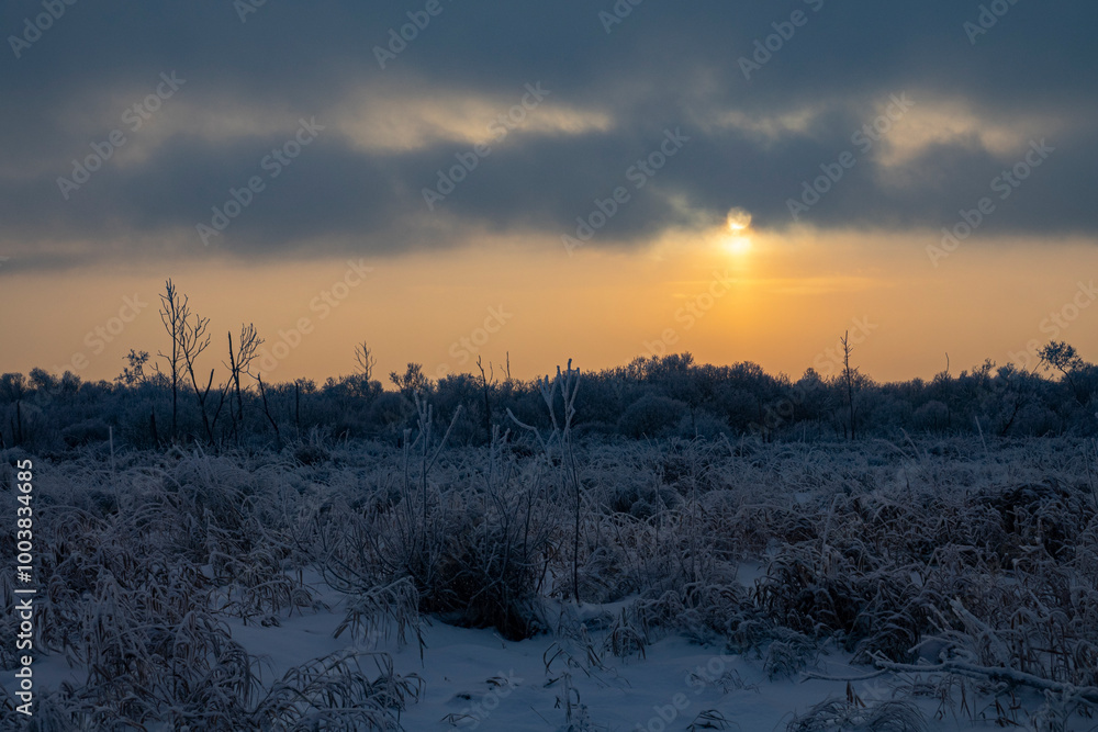 Obraz premium Cold northern winter, low dim disc during the winter solstice. Sedge and willow swamp in the boreal forest area to be covered with snow after heavy snowfall, complete calmness
