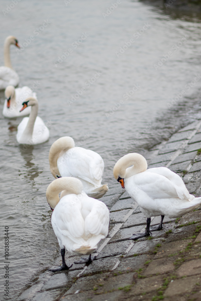 Obraz premium Beautiful white swans on the bank of Danube river in Belgrade, Serbia